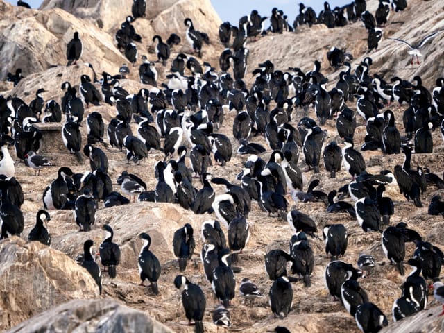 penguins